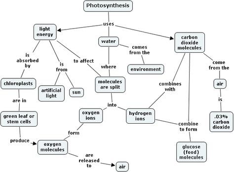 photo synth concept map Photosynthesis Concept Map, Plant Physiology Mind Map, Biology Concept Map, Animal Physiology, Bio Chemistry, Biology Teaching, Nervous System Anatomy, Gcse Biology, Neet Notes