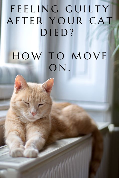 Cat Died, Cat Behavior Facts, Cat Behavior Problems, Cat Communication, How To Move On, Warrior Cats Books, Cat Loss, Cats With Big Eyes, Cat Purr