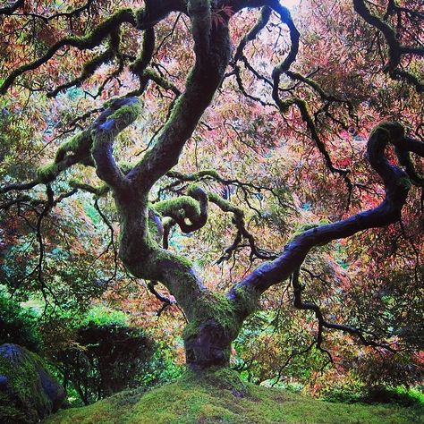 Portland Japanese Garden, Most Beautiful Gardens, Nature Aesthetic, Beautiful Tree, Pretty Places, Japanese Garden, Portland Oregon, Mother Earth, A Tree