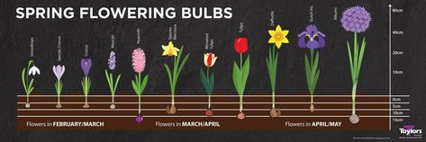 Bulb Planting Ideas, Layering Bulbs, Bulb Lasagne, Bulbs In Containers, Bulbs In Pots, Bulb Planting, Play Garden, April Flowers, Small Nurseries