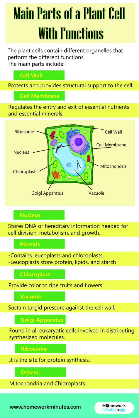 Main Parts of a Plant Cell With Functions  #cellfunctions #cellfunctionsupport #medical #pinterest #media #socialmediamarketing #pin #follow Plant Cell Functions, Plant Cell Parts, Animal Cell Parts, Cell Parts And Functions, Plant Cell Diagram, Plant Cell Structure, Cell Parts, Biology Worksheet, Cambridge Igcse