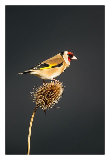 Gold finch on teasel by Jules Cox Photography, via Flickr Gold Finch Bird, Gold Finch, Bird Tattoo Ribs, Simple Unique Tattoos, Finches Bird, British Garden, Painted Rock Animals, Goldfinch, Bird Artwork