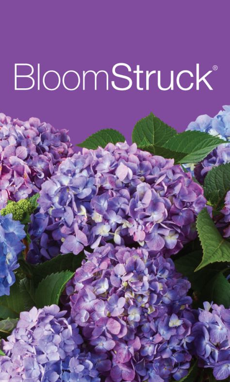 Pruning Endless Summer Hydrangeas, Bloomstruck Endless Summer Hydrangea, Bloomstruck Hydrangea, Hydrangea Species, Endless Summer Hydrangea Care, White Endless Summer Hydrangea, Turning Hydrangeas Blue, Hydrangea Endless Summer, Hydrangea Leaves