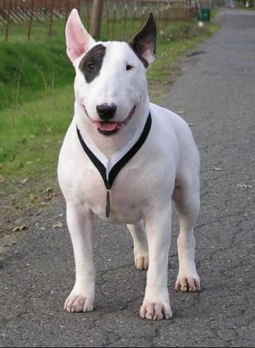 Bull terrier Bill Terrier, Mark Watson, Mini Bull Terriers, Miniature Bull Terrier, Bull Terrier Puppy, Terrier Breeds, Bully Dog, English Bull Terriers, Terrier Puppies