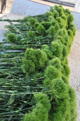 Flower Talk: Dianthus: "Flower of the Gods" Green Ball Dianthus, Dianthus Green Ball, Lilies And Tulips, Growing Irises, Dianthus Flowers, Creating A World, Flower Farming, Green Bouquet, Sun Valley