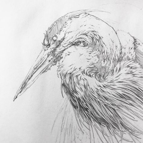 Heron Drawing Illustration, Heron Sketch, Bird Art Drawing, Heron Drawing, Walking Reference, Black Stork, Black Heron, Bird Sketches, Crane Drawing