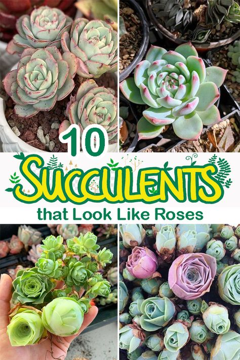 If you long for beautiful houseplants, consider lighting your space with these stunning Succulents that Look Like Roses. Read on for the details! Rose Succulent Plants, Mountain Rose Succulent, Plant Decoration Ideas, Beautiful Houseplants, Echeveria Imbricata, Rose Succulent, Decorations Items, Million Roses, Succulent Display