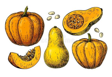 Squash Illustration, Squash Drawing, Squash Butternut, Pumpkin Squash, Pumpkin Vector, Food Illustration Art, Seasonal Food, Vector Drawing, Drawing Set