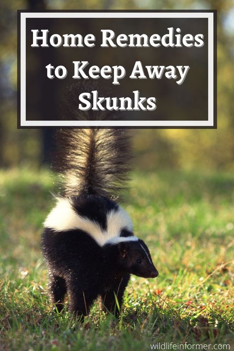 Dog getting sprayed? Garden getting eaten? Or is that smell just lingering around? We look at some great home remedies to help keep skunks out of your yard. #skunks #skunkrepellent #deterskunks #peskcontrol Skunk Spray Remedy, Skunk Trap, Skunk Repellent, Getting Rid Of Skunks, Skunk Spray, Skunk Smell, Baby Skunks, Raising Backyard Chickens, Nocturnal Animals