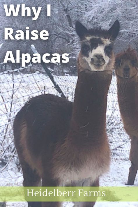 I started off the day at -10 degrees. Which forced me to sit and really remind myself why I do this. This is a look backwards at why I raise alpacas, my reasoning for raising these animals, and if I will continue to do so in the future. #farmlife #alpacas #raisingalpacas #winteronthefarm Alpaca Shelter, Self Sustaining Farm, Raising Alpacas, Alpaca Farming, Alpaca Farm Aesthetic, Pet Alpaca, Alpaca Facts, Farm Facts, Raising Ducks