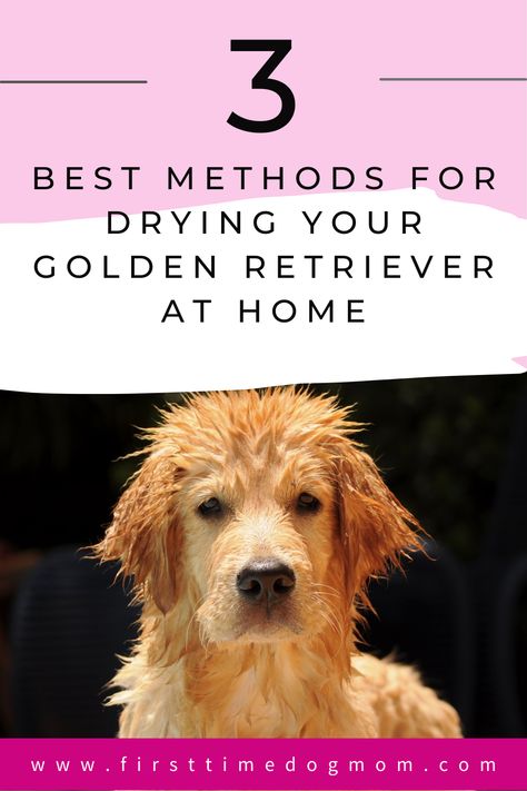 A wet Golden Retriever standing and looking at you. Golden Retriever Grooming Tips, Grooming Golden Retriever At Home, How To Groom A Golden Retriever At Home, Grooming Golden Retriever, Golden Retriever Grooming Styles, Cream Retriever, Golden Retriever Grooming, English Golden Retrievers, Dog Spray