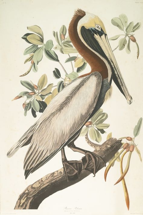 John James Audubon (After), BROWN PELICAN Hand-colored engraving, etching and aquatint, 1835, by R. Havell, on wove paper with the J. Whatman 1836 watermark, framed sheet 958 by 635 mm 37 3/4 by 25 in.  Estimate  40,000 — 60,000  USD  LOT SOLD. 56,250 USD Pelican Drawing, Audubon Prints, Pelican Art, Pelican Bird, Brown Pelican, Vintage Bird Illustration, Audubon Birds, James Audubon, Birds Of America