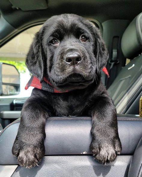 Lab Pups, Black Labrador Puppy, English Labrador, Puppy Breath, Giant Snake, Black Labrador Retriever, Black Lab Puppies, Lab Dogs, Labrador Retriever Puppies