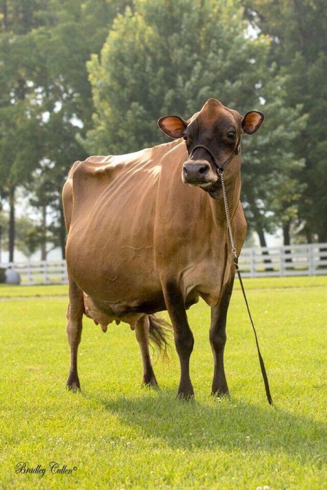 Jersey Cow Types, Gado Leiteiro, Jersey Cattle, Milk Cows, Farm Prints, Jersey Cow, Dairy Cattle, Happy Cow, Cattle Breeds