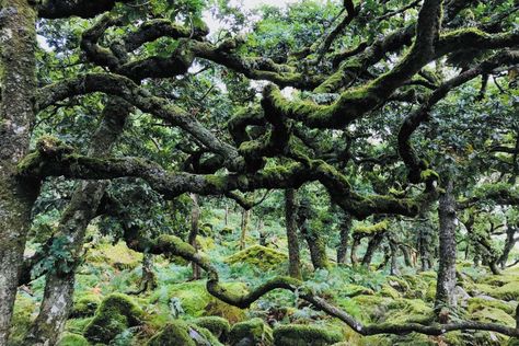 Fragments of temperate rainforest grow in parts of England, Wales and Scotland, and with the right action we could help them thrive Carbon Sink, Positive News, Temperate Rainforest, New Scientist, Forest Floor, Tropical Rainforest, Deciduous Trees, Stone Decor, British Isles