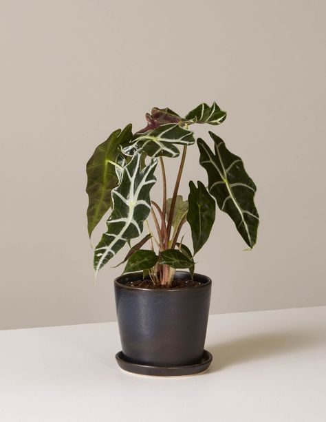 Plants Reference, Alocasia Polly, Flower Reference, Easy Indoor Plants, Plant Care Instructions, Elephant Ear Plant, Biophilic Design, Pot Plants, Plant Supplies