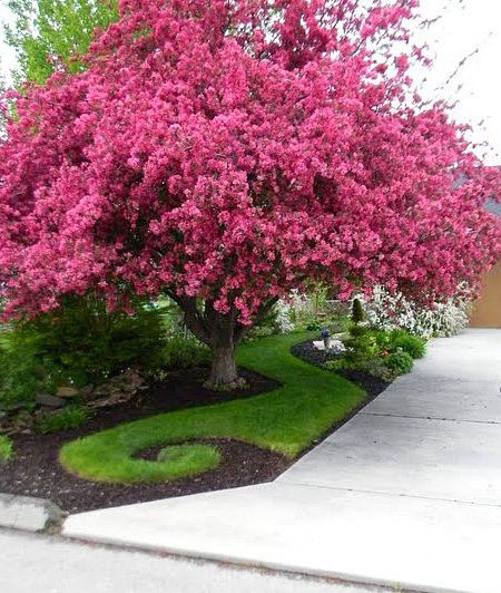 Breakfast Video, Oatmeal Cinnamon, Crabapple Tree, Garden Whimsy, Diet Breakfast, Have Inspiration, The Secret Garden, Pink Trees, Garden Trees