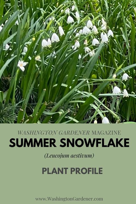 The pretty blooms of Summer Snowflake are a cluster of bell-shaped flowers at the end of a tall scape that dance gracefully when moved in a breeze. The strappy foliage is similar to that of daffodils... See the full plant profile at - https://washingtongardener.blogspot.com/2022/05/summer-snowflake-plant-profile.html Summer Snowflake, Texas Garden, Garden 2023, Pollinator Plants, Deer Resistant Plants, Garden Inspo, Texas Gardening, English Cottage Garden, White Garden