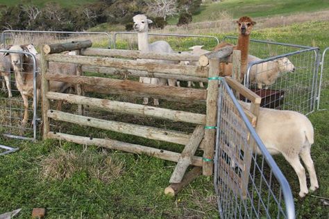 Sheep Corral Ideas, Sheep Handling Equipment, Sheep Farming Ideas, Sheep Pen Ideas, Sheep Barn Ideas, Sheep Fence, Sheep Barn, Learning From Failure, Sheep Pen