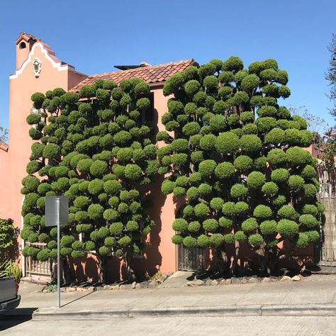 The Dr. Seuss-Like Topiaries of San Francisco Photographed by Kelsey McClellan | Colossal Formal Garden Design, Topiary Garden, Formal Garden, Topiary Trees, Formal Gardens, Shade Garden, Beautiful Tree, Urban Garden, Hedges