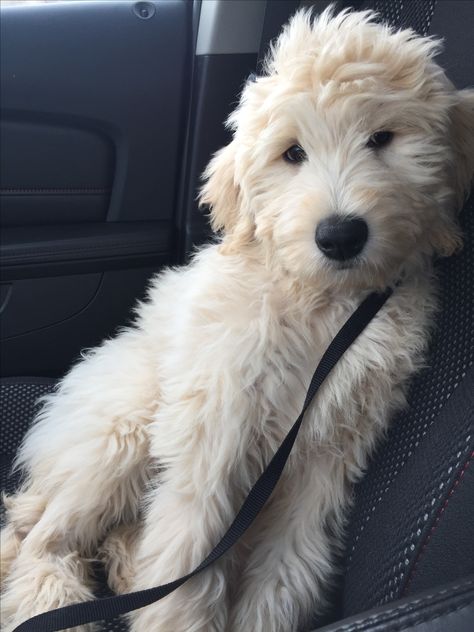 White Mini Goldendoodle Full Grown, Sheep A Doodle Puppies, Golden Doodle Full Grown, Labradoodle Aesthetic, Big Goldendoodle, Blonde Goldendoodle, Golden Doodle Aesthetic, Goldendoodle Aesthetic, English Cream Goldendoodle