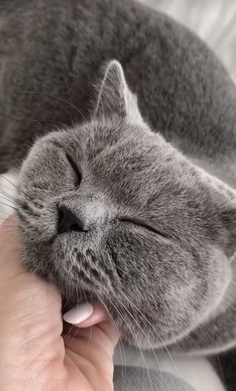 Grey Cat Aesthetic, Grey Things, شرم الشيخ, Dream's Cat, Russian Blue Cat, Image Chat, British Shorthair Cats, Gray Cat, Grey Cat