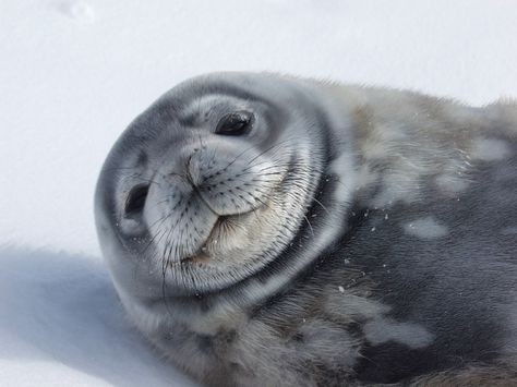 The length of the weddell seal measures around 2.5 – 3.5 meters (8.2 – 11.5 feet) while the weight is 400 – 600 kg (880 – 1360 lbs). Weddell Seal, Funny Seals, Cute Seals, Seal Pup, Baby Seal, Physical Features, Marine Mammals, Animal Videos, Funny Baby