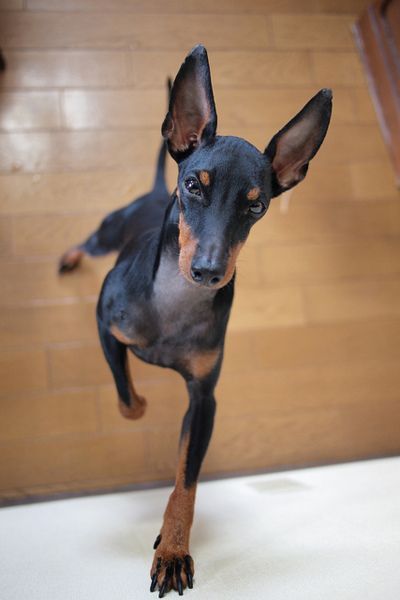 Toy Manchester Terrier, Low Maintenance Dog Breeds, English Toy Terrier, Bat Ears, Toy Terrier, Manchester Terrier, Min Pin, Big Ears, Rat Terriers