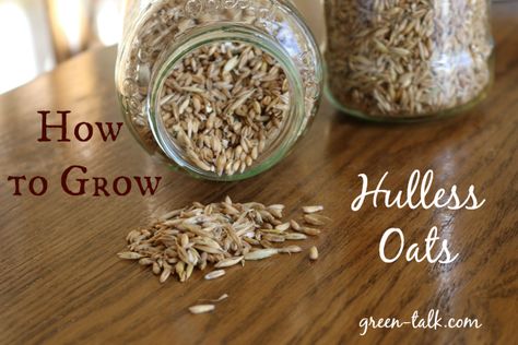 Growing hulless oats is much easier process than growing regular oats. Make your own steel cut oats and  learn how to grow them here. Grow Oats, How To Store Seeds, Survival Gardening, Garden Help, Edible Landscaping, Food Forest, Home Vegetable Garden, Garden Guide, Down On The Farm