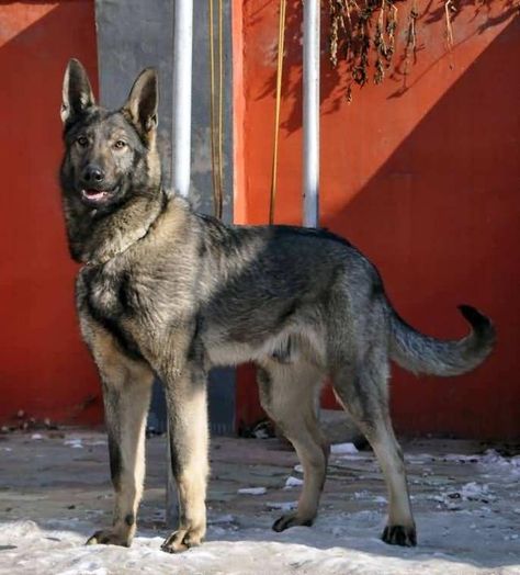 Kunming Wolfdog, Kunming Dog, Chinese Wolfdog Chinese Red Dog, German Shepherd Wolf Hybrid, Kunming Wolfdog, Saarloos Wolfdog, Wolf Hybrid Dogs, Wolfdog Hybrid, Wolf Poses, Dog Design Art, Wolf Dogs