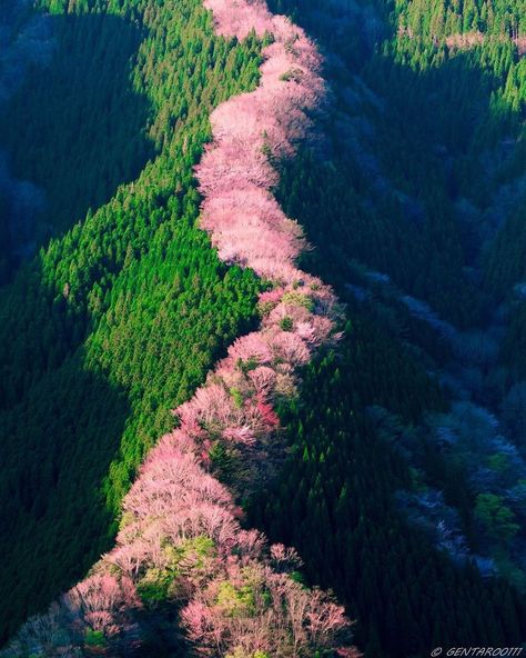 Japanese Mountains, Nara Japan, Mountains Photography, 캐릭터 드로잉, Naha, 판타지 아트, Nature Landscape, New Photos, Aerial Photography