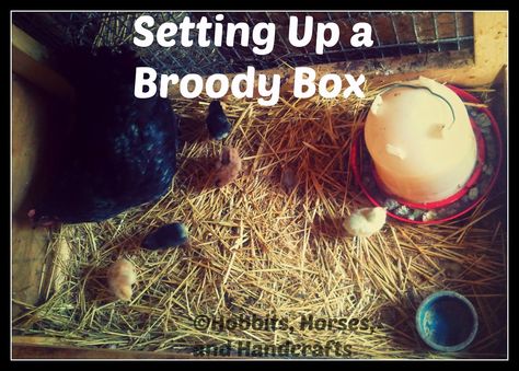 Hobbits, Horses, and Handcrafts: Hatching Chicks with a Broody Hen, Part 3: Setting up a Broody Box Broody Hen House, Broody Hen Pen, Chicken Hatching Boxes, Broody Chicken Set Up, Broody Hen Hatching Eggs, Broody Hen Coop, Broody Hen, Hen Coop, Hatching Chickens