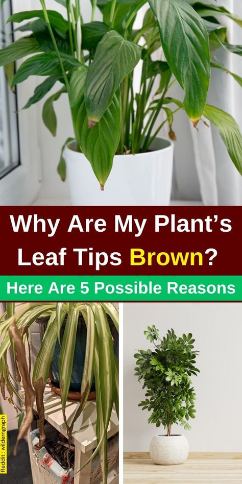 Discover the reasons behind your plant's leaf tips turning brown with our 
guide, Why Are My Plant’s Leaf Tips Brown? Here Are 5 Possible Reasons. Explore common plant problems like browning leaves on houseplants and learn 
about factors contributing to brown tips on plants. From improper watering 
to environmental stress, we cover essential tips to help you maintain 
healthy plant leaves and prevent brown leaves on plants. Sick Plant Leaves, Brown Leaves On Plants Houseplant, Plant Meanings, Plant Leaves Turning Brown, Plant Leaves Turning Yellow, Brown Tips, Houseplant Care, Plants Leaves, My Plant