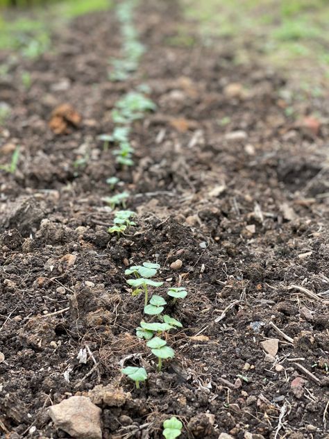 Growing Okra – P. Allen Smith Growing Okra, Okra Seeds, Okra And Tomatoes, Summer Favorites, Okra, Botany, Backyard Landscaping, Soil, Seeds