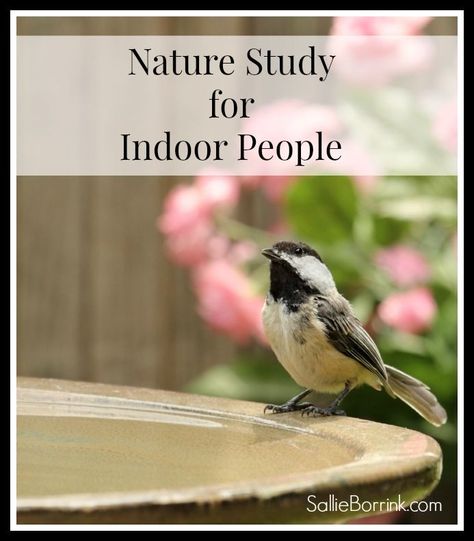 Nature Study Ideas for People Who Prefer to Stay Indoors - SallieBorrink.com Homeschool Music Curriculum, Homeschool Reading Curriculum, Homeschool Math Curriculum, Homeschool Nature, Homeschool Science Curriculum, Study Activities, Brave Writer, Homeschool Nature Study, Nature Studies