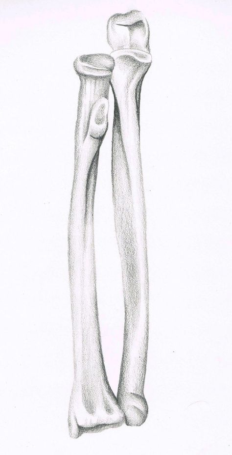 Radius and Ulna Radius And Ulna Anatomy, Ulna Anatomy, Packaging Supplements, Ulna Bone, Radius Bone, Radius And Ulna, Bone Drawing, Human Skeletal System, Femur Bone