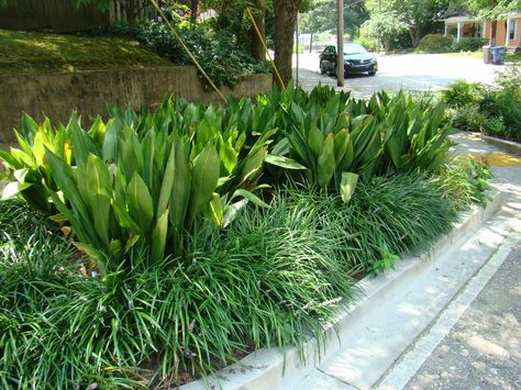 Georgia Market Bulletin Blog: Arty's Garden: Cast-Iron Plant Lives Up to Its Name Louisiana Gardening, Poolside Landscaping, Cast Iron Plant, Planting Design, Lenten Rose, Driveway Landscaping, Backyard Plants, Beach Place, Garden Inspo