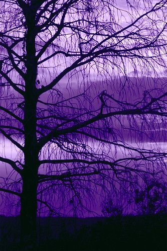 Purple Sky, The Purple, Trees, Purple, Water