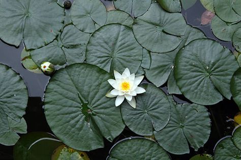 292 Lotus Flowers Floating Top View Stock Photos, Pictures & Royalty-Free Images - iStock Lily Pictures, Koi Painting, Sacred Water, Peony Painting, Water Lilly, Lily Pond, Lotus Flowers, A Pond, Room With Plants