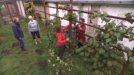 Kiwibeeren pflanzen, pflegen, ernten | MDR.DE Edible Garden, Vertical Garden, Beets, Kiwi, Plants, Quick Saves