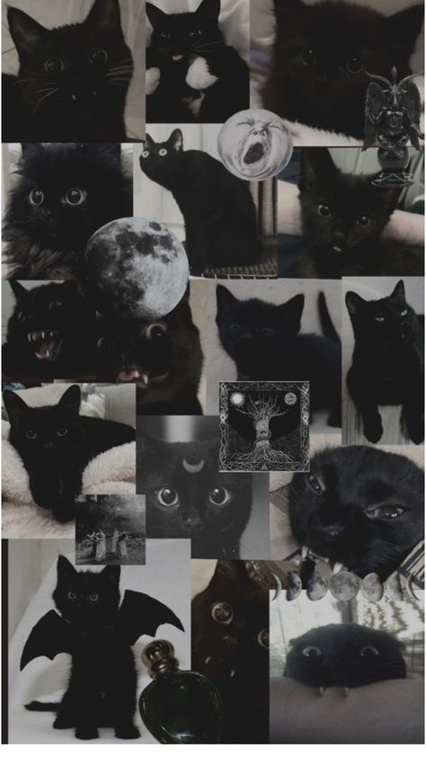 Black Cats Wallpaper Aesthetic, Black Cats Wallpaper Iphone, Black Cats Aesthetic Wallpaper, Black Cat Wallpaper Dark, Black Cat Wallpaper Aesthetic, Black Cat Wallpaper, Animal Print Socks, Black Cat Aesthetic, Whimsical Art Journal