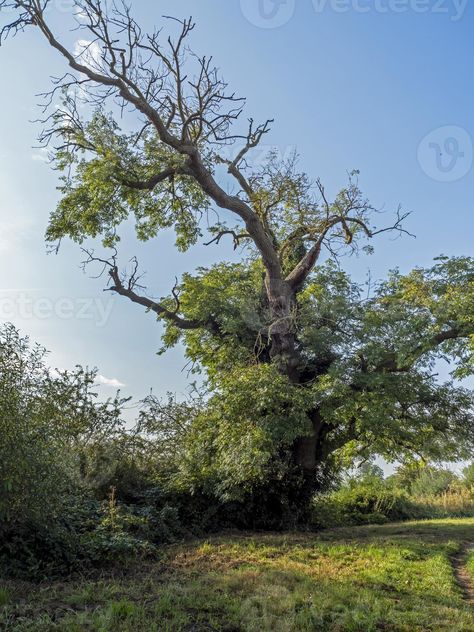 Branch Reference, Ash Tree, Pop Art Posters, Beautiful Flower Arrangements, A Level Art, Old Age, Reference Images, Social Media Graphics, Pollution