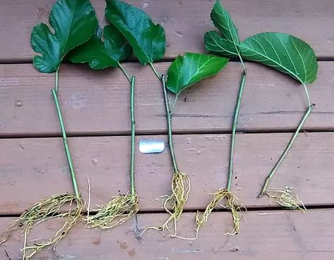 Propagating Mulberry Tree, Bee Yard, Air Layering, Savage Garden, Dream Plants, Growing Fruit Trees, Dream Farm, Mulberry Tree, Edible Landscaping