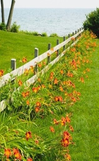 Fence Row Lined With Tiger Lily's   ..rh Goat Fence, Tree Orchard, Country Fences, Tiger Lilies, Rustic Fence, Small Barn, Day Lilies, Farm Fence, Lily Plants