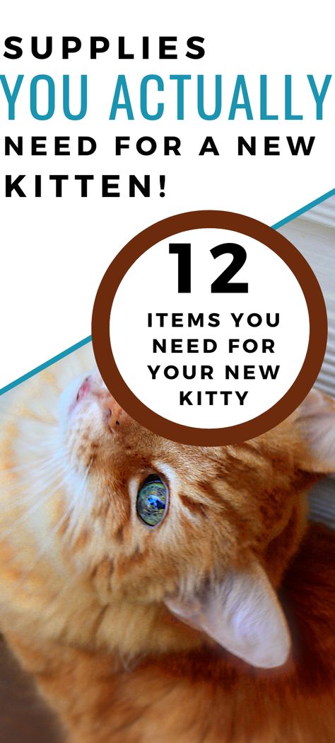 Things You Need For A Kitten, Kitten Needs List, Kitten Supplies List, Kitten Tips Life Hacks, New Kittens Tips, New Kitten Checklist, Kitten Necessities, Introducing Kitten To Dog, Kitten Hacks