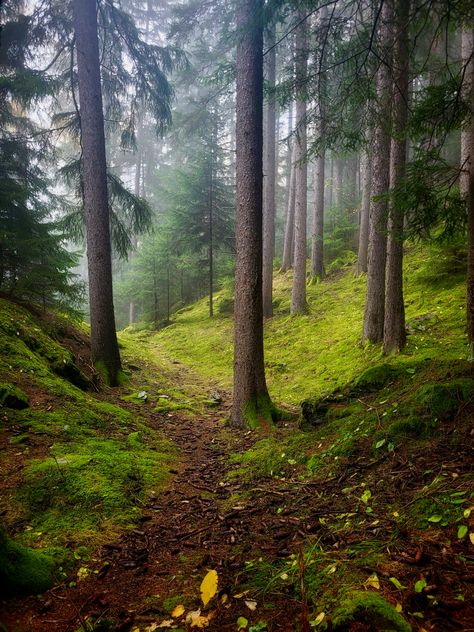 swiss forest King Thrushbeard, Swiss Forest, Germany Forest, German Forest, Swiss Countryside, European Forest, German Countryside, Mystical Forest, Fantasy Landscape