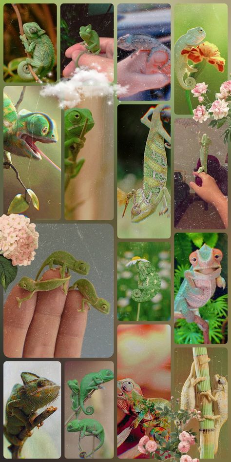 Reptile Aesthetic Wallpaper, Chameleon Pet Aesthetic, Chameleon Aesthetic Wallpaper, Chameleon Aesthetic, Chameleon Wallpaper, Lizard Wallpaper, Chameleon Terrarium, Chameleon Enclosure, Pet Chameleon