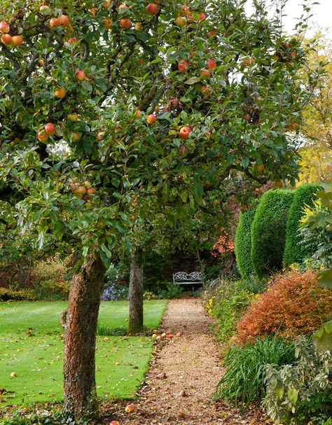 Backyard Apple Orchard, Backyard Apple Tree Landscaping, Apple Tree Lined Driveway, Apple Tree In Garden, Apple Tree In Backyard, Apple Tree Backyard, Apple Trees Backyard Landscaping, Backyard Apple Tree, Apple Trees Backyard