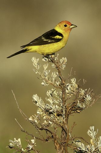 Western Tanager from Oregon | by www.studebakerstudio.com Western Tanager, Scarlet Tanager, Bird Identification, Animal Reference, Kinds Of Birds, Study Help, Backyard Birds, Pretty Birds, Bird Photo