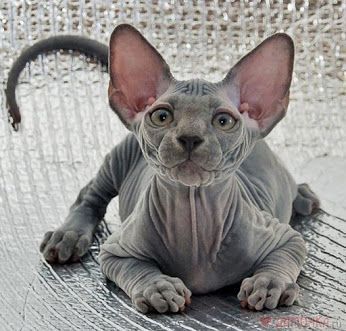 October 14th is officially known as Be Bald And Free Day. It’s a special celebration for humans of the less hirsute variety–but it’s also a smart prompt to take a peek into the very distinctive world of hairless cats. Chat Sphynx, Sphinx Cat, Hairless Cat, Sphynx Cat, Domestic Cat, Sphynx, Pretty Cats, Beautiful Cats, Crazy Cats